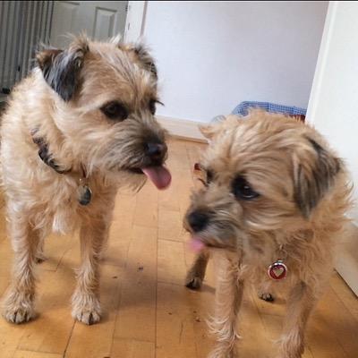 MonteeAndJillee's profile picture. We are two cheeky Border Terriers. Love walks, chews, and Gravy Bones. Dislike cats and the hoover.

Owners of @HaggisAdele