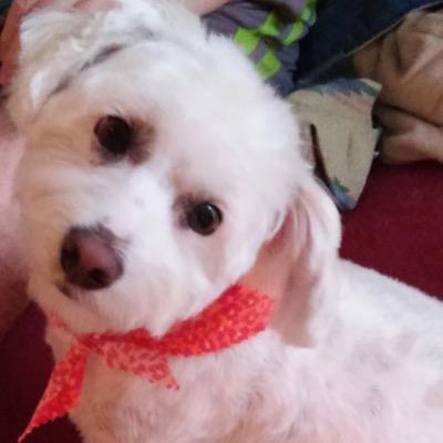 My name is Rascal and I am a loveable mix of Jack Russell and Schnauzer. I love people, sleeping, food, and exploring the outside world.