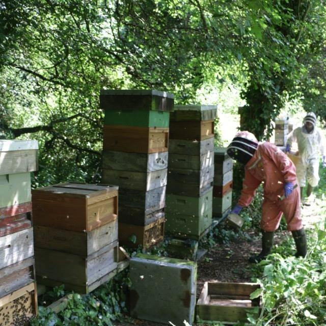 Beekeeper, smallholder and sock maker.
shop https://t.co/YDICEIwMOe