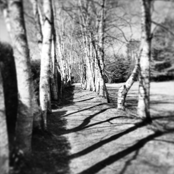 birchwoodartist's profile picture. Artist Management & Services