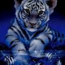 David Anastasio (@23132567Rf) Twitter