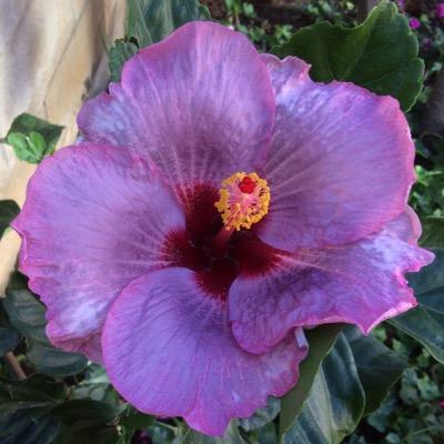 TerryOlson's profile picture. Lefty dem, retired elementary teacher.