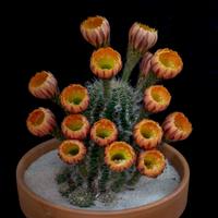 Greg Echinopsis (@echinopsisfreak) 's Twitter Profile