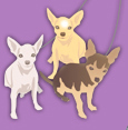 Lily, Bebe & Dusty, 3 chihuahuas  tweeting w/ our paws! Sharing the details of our fabulous life =) full of sleeping, eating & making trouble!