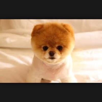 this account is all puppys for your enjoyment