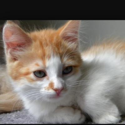 I'm maplekit mom is @AmyTheWolf_ dad is @spottedfire246 sis's are @slashingpaws and @Scared5lyfe im cute,fast learning,flitly,bro @mylife123567 mate:no