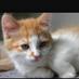 Maplepaw (@clansoflies) Twitter profile photo