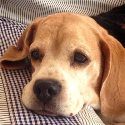 kotaroucute's profile picture. 40代愛犬家です(o^^o) Twitter初心者ですが宜しくお願いします！ 迷子動物逹が無事に飼い主様の元へ帰れるように微力過ぎですが何か出来る事はないか模索中の日々です！愛犬(虎太郎)2018年3月26日🌈😢ワンコと物作りetcのAmebloは停止中💧