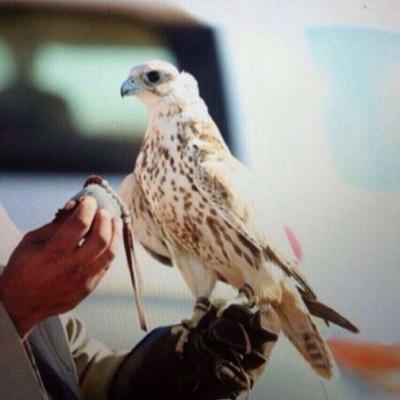 متذوق للشعر واحياناً شاعر +965