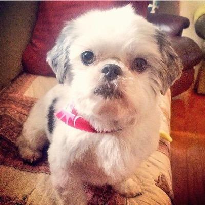 My name is Charlie. I am the most loving Shih Tzu you will ever meet! My mommy decided I needed a Twitter account of my own! I love snuggling and being loved.