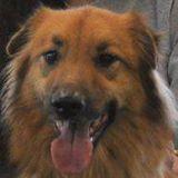 NH_A_STARS's profile picture. We are New Hampshire Advocates Seeking Trapping Analysis, Reform and Safety.Andrew was killed in a trap on 12/5/12 while on a walk with his owner in Auburn, NH.