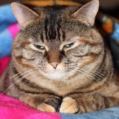 furry felines 101