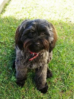 Hi, Im Ruby Lindsey, the most gorgeous little doggy on the south coast. 
I love playing with my toys and my family, i love sleeping, eating and going on walks.