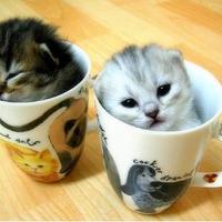 ねこぽ@MHWs (@nekopon14) 's Twitter Profile