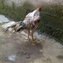 iwan setiawan (@11Setiawa) Twitter