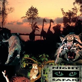 The Greater Noida Night Safari is located in the industrial township of Uttar Pradesh.