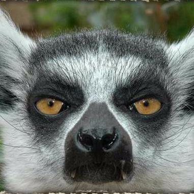 LemursRCool's profile picture. 