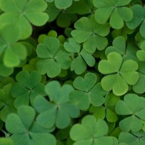 st patricks day at murphys wagon wheel