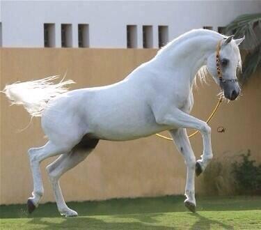 العاشق