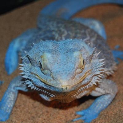 blue baby bearded dragons