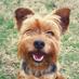 Ezra The Dog (@ezrathedoggy) Twitter profile photo