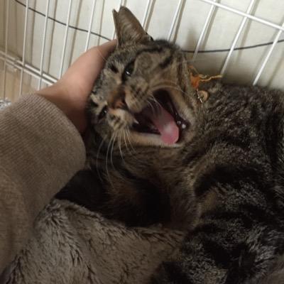 しま八さんのプロフィール画像