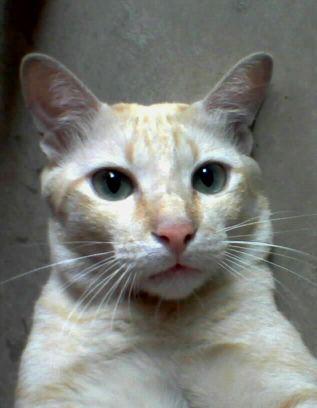 40+/66/178 🌈 ทวิตไว้ส่องค้าบ 😄 เชยๆ งั้นๆ  ปล.ทำหมัน+ฉีดวัคซีนแล้ว 🐈