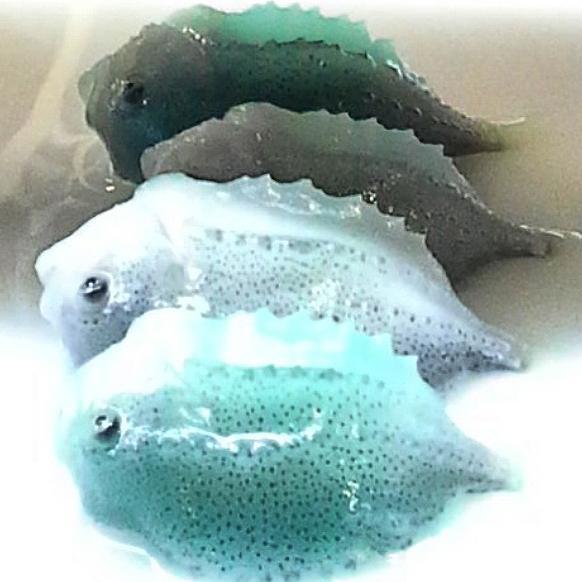 anytroe's profile picture. 