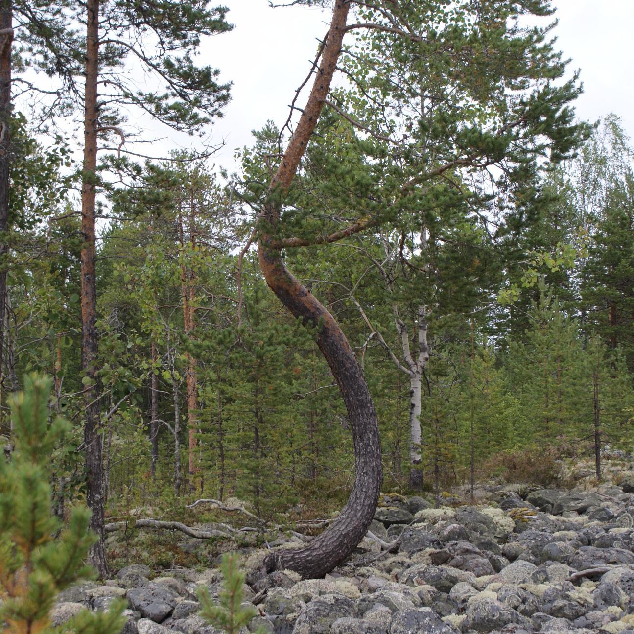 kelo_master's profile picture. Кело - остальное компоромисс. 
Kelo is the best choice. Everything else is a compromise.