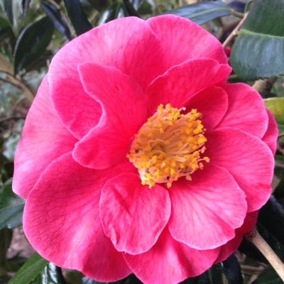 Lisalushstevens's profile picture. 