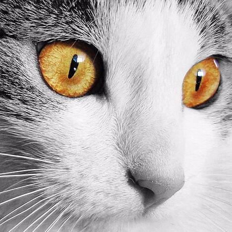 Bloggt über #Katzen bei https://t.co/WkM4AyeIAu