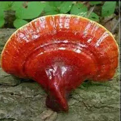 ganoexcel2015's profile picture. 