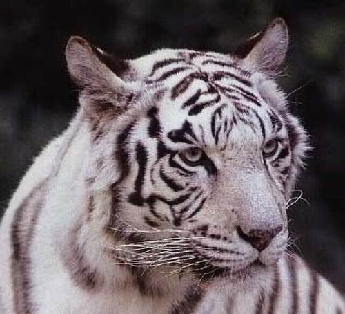 Tiger4Truth Profile