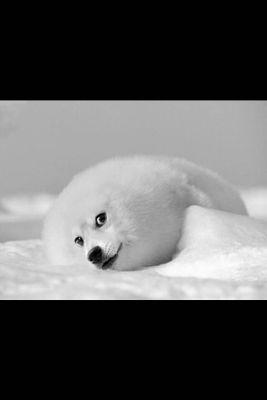 IosCarlos19's profile picture. gamer type of person and that probably will never change
I'm pretty fun and weird person too

I'm taken. my lover is my ps4
ps my psn is XkRazYz420