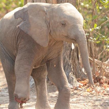 Development of sustainable funding for the protection of wildlife working with stakeholders using national commodities supporting the Five Point Plan.
