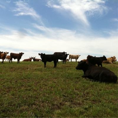 craig_suz's profile picture. Eat Beef 🌽 🥩