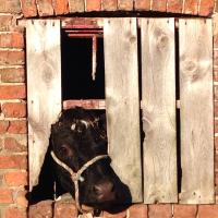 Butt Farm (@campingbeverley) Twitter profile photo