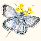 Welcome to the Herts & Middlesex branch of Butterfly Conservation - saving butterflies, moths and our environment