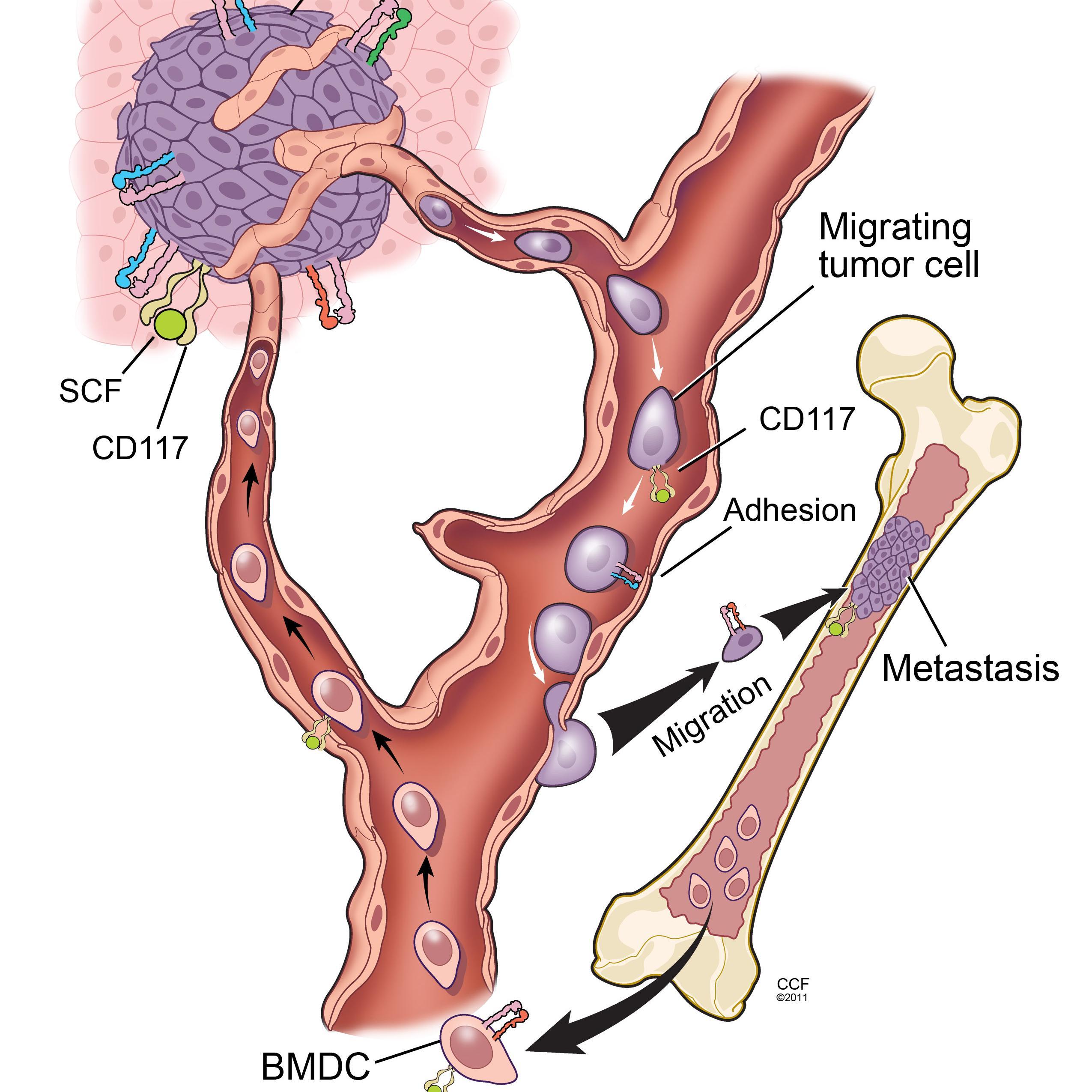 Lab Specializing in Bone Metastasis. All tweets are my own and do not represent any organization or institution. Retweets are not endorsements.