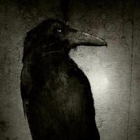 Daren Crow - @CrowDaren Twitter Profile Photo