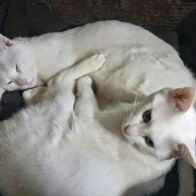 愛猫、ハクは、皆さんのお陰で、無事に発見出来ました、ありがとうございます、今は、ハクと、テンと、茶々と、三匹仲良くやらせてもらってます