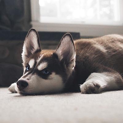 focsman's profile picture. 