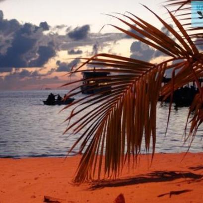 DivetheMaldives's profile picture. The Maldives are the world class SCUBA diving and vacation destination of many. We bring the lowest vacation packages possible aboard our liveaboard ships.