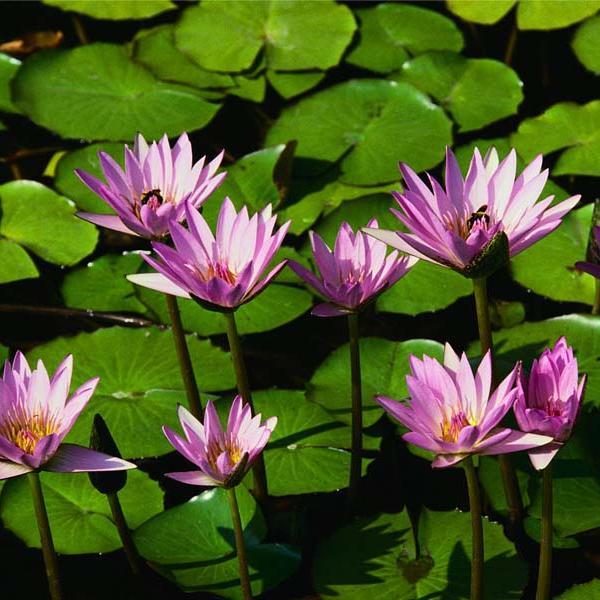 cristinase1's profile picture. DOCENTE JUBILADA, ARGENTINA  HASTA LA MEDULA !!!!!