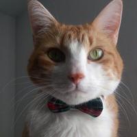 Butters(@ButtersTheBean) 's Twitter Profile Photo
