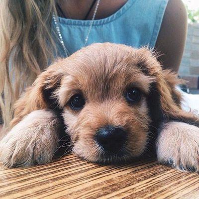 ⭐The best puppy pics on Twitter!
