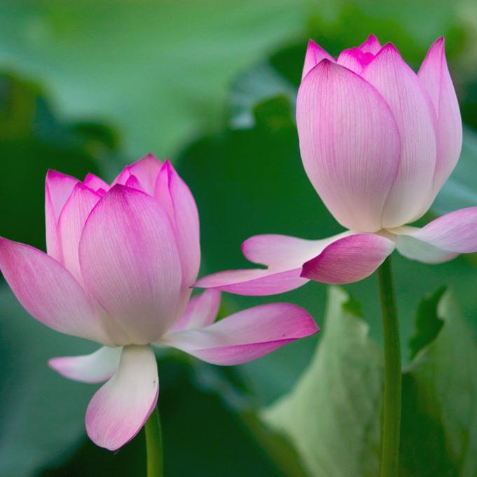 Healing by means of food remedies, peace through rituals, and highest energy through love.
