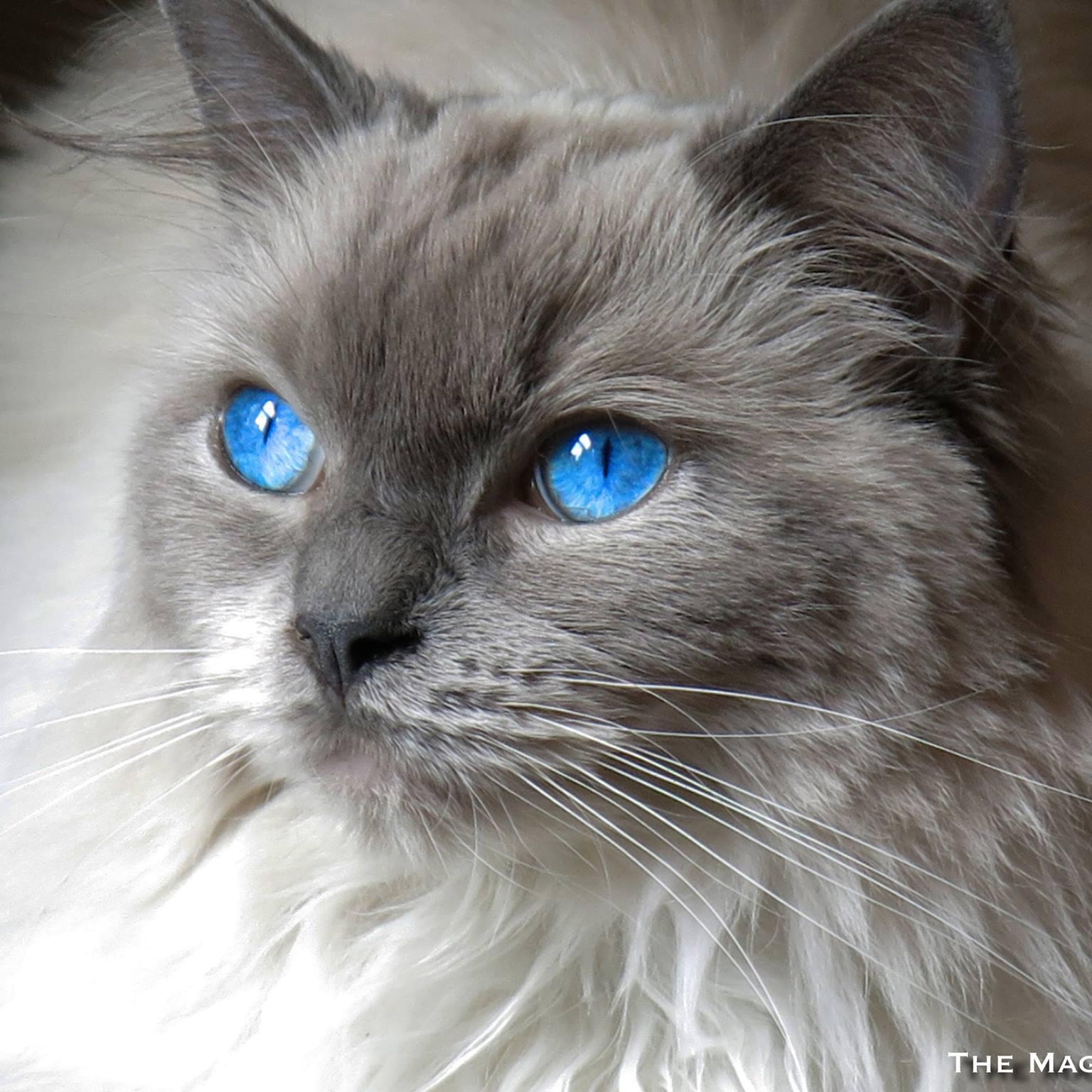 Britains Famous Cats