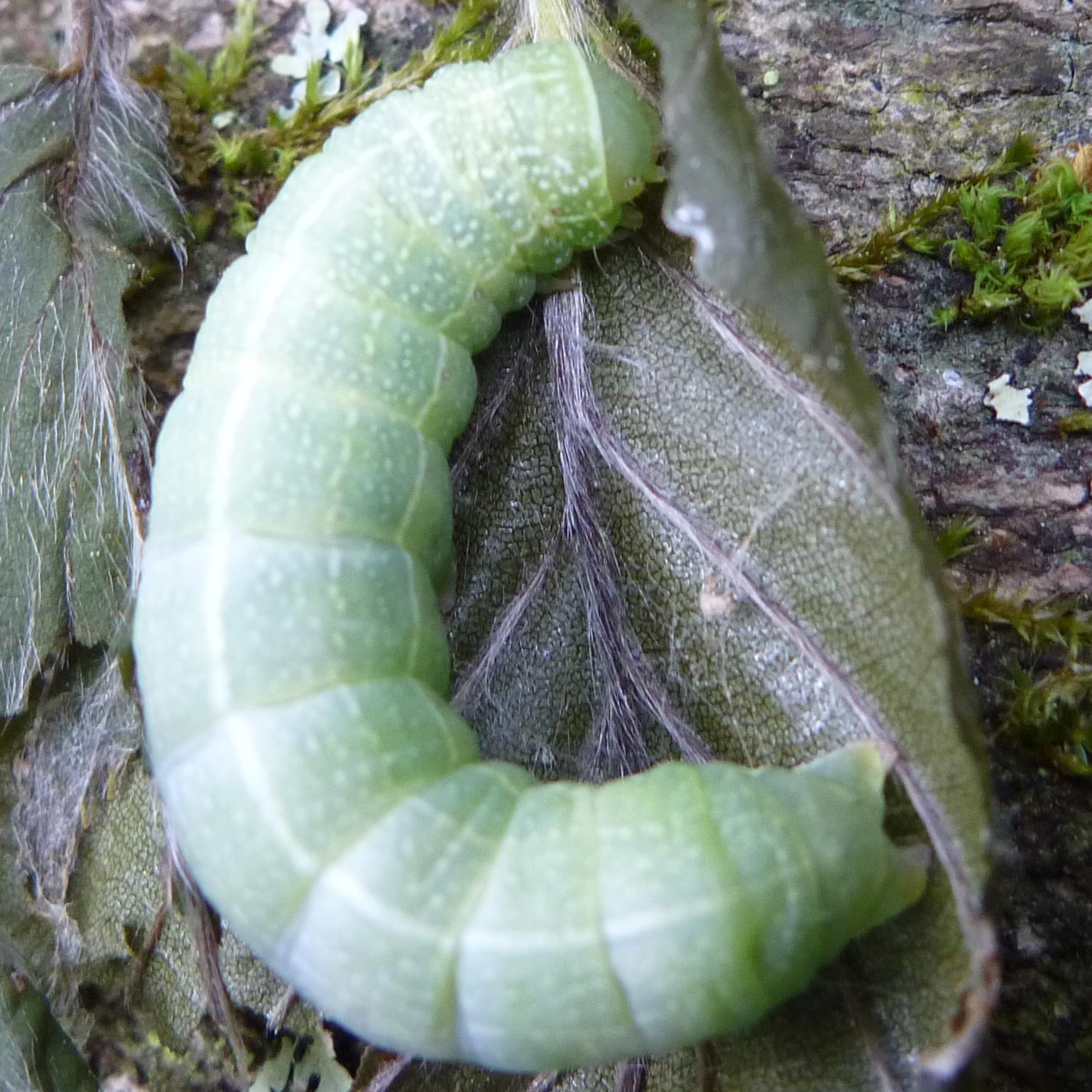 Caterpillars Count!