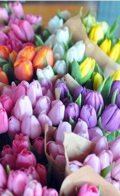 evoconejo's profile picture. 